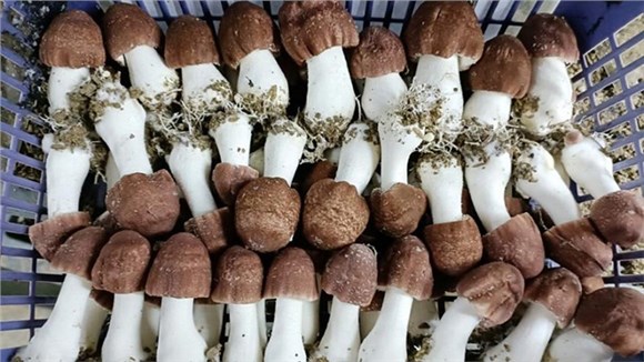 松茸和姬松茸的区别您知道多少