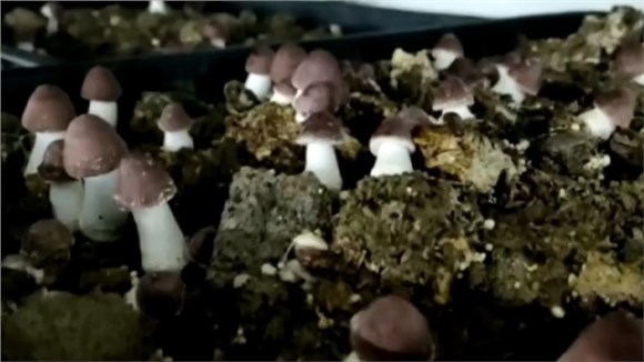 湖南姬松茸基地自产自销姬松茸
