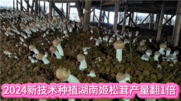 24新技术种植湖南姬松茸产量翻1倍