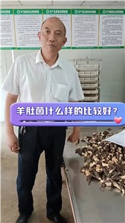 羊肚菌什么样的比较好？