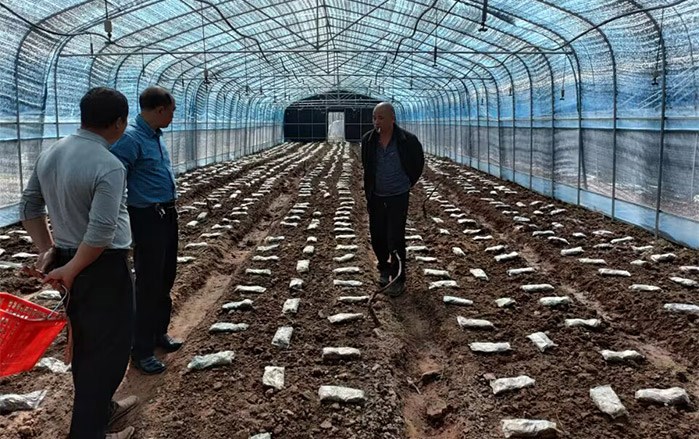 羊肚菌学员季节性基地